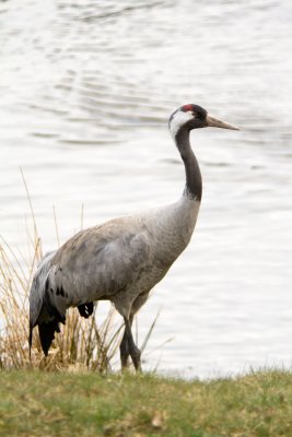 IMG_6504.jpg