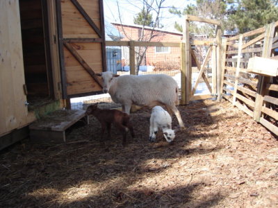 Mother  twins-11.jpg