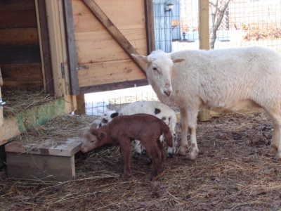 Mother  twins-12.jpg