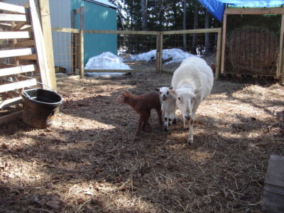 Mother  twins walking.jpg