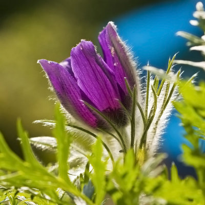 Pasqueflower....captured in July