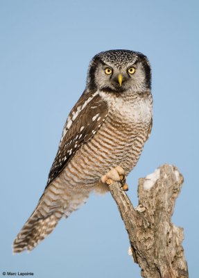 Chouette pervire/Northern Hawk Owl