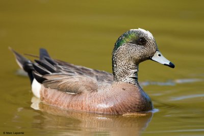 Canard d'Amrique/American Wigeon