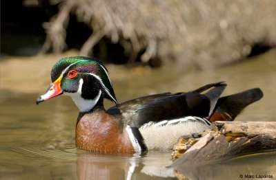 Canard branchu/Wood Duck