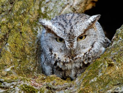 Petit-duc macul/Eastern Screech-Owl