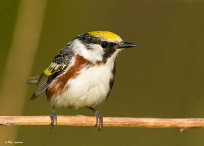 Parulines/Warblers