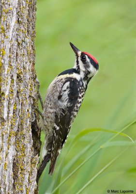 Pics/Woodpeckers