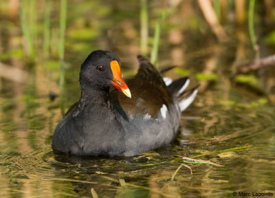 Gallinule poule d'eau/Common moorhen