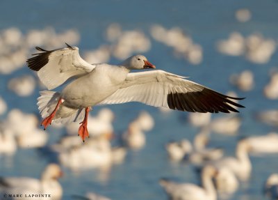 Oie des neiges//Snow goose