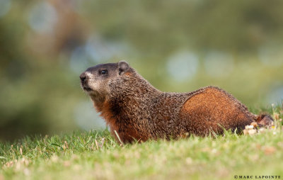 Marmotte/Groundhog