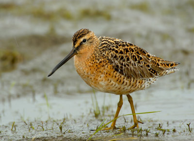 Bécassin ŕ long bec/Long-billed Dowitcher