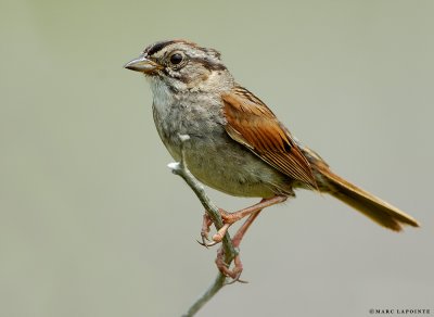 Bruant des marais/Swamp Sparrow