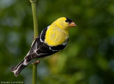 Chardonneret jaune/American Goldfinch