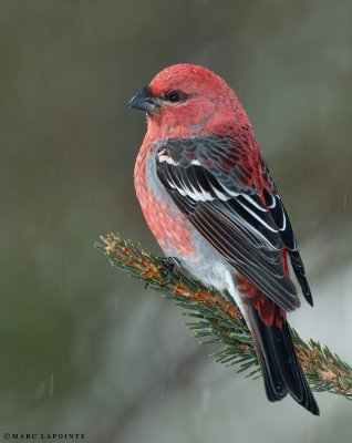 Durbecs des sapins/Pine Grosbeak