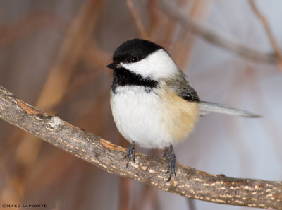 Msanges, Grimpereaux, Sitelles/Chickadees, Creepers, Nuthatches