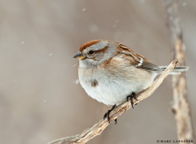 Bruant hudsonnien/American Tree Sparrow
