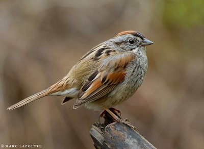 Bruant des marais/Swamp Sparrow