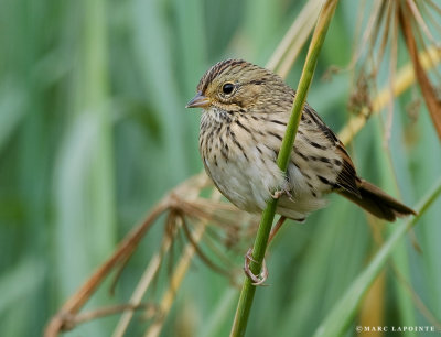 Bruant de Lincoln/Lincoln's Sparrow
