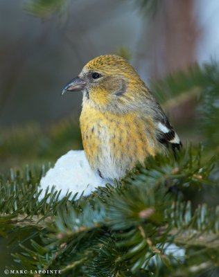 Bec-crois bifasci/White-winged Crossbill