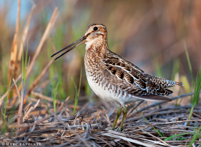 Bcassine de Wilson/Wilson's Snipe