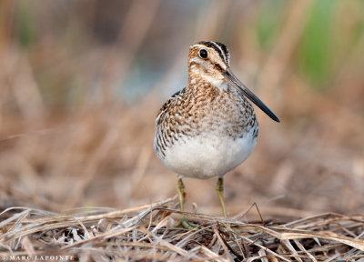 Bécassine de Wilson/Wilson's Snipe