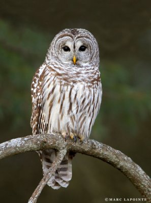 Chouette raye/Barred Owl