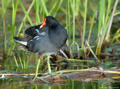 Gallinule poule d'eau/Common moorhen