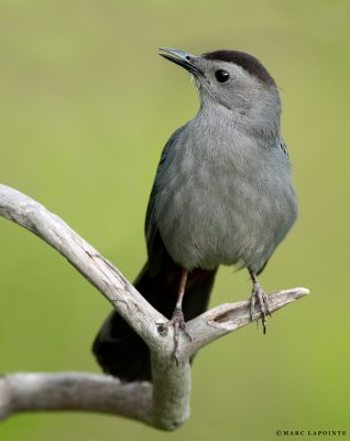 Moqueur chat/Gray catbird