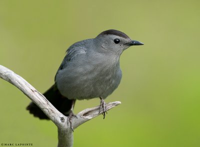 Moqueur chat/Gray catbird