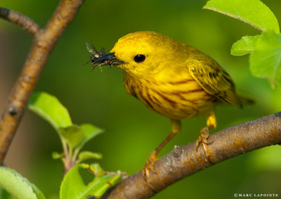 Paruline jaune/Yellow Warbler