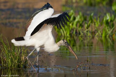 Tantale d'Amrique/Wood Stork