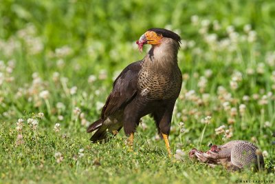 Caracara du Nord