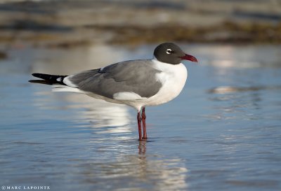 Mouette atricille/Laughing Gull