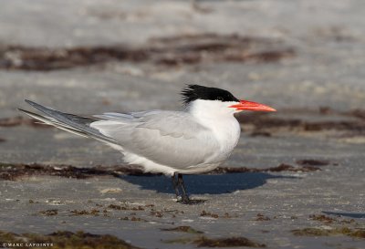 Sterne royale/Royal Tern