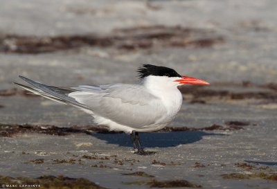 Sternes/Terns