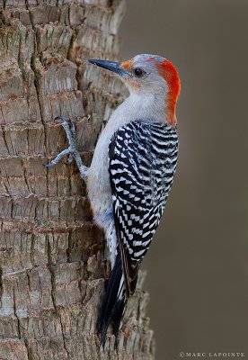Pic  ventre roux/Red-bellied Woodpecker
