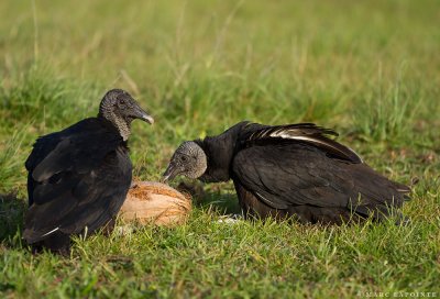 Urubu noir/Black Vulture