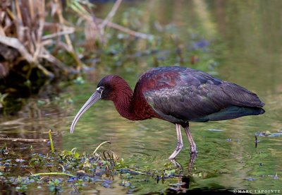 Ibis falcinelle/Glossy Ibis