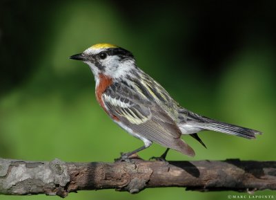 Paruline  flancs marrons/Chestnut-sided Warbler