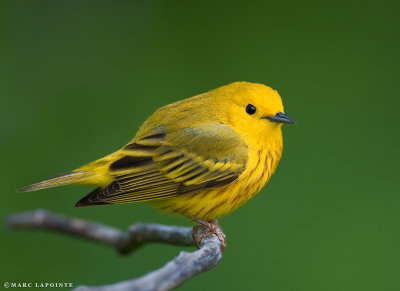 Paruline jaune/Yellow Warbler
