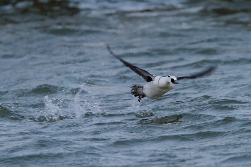 Nonnetje/Smew