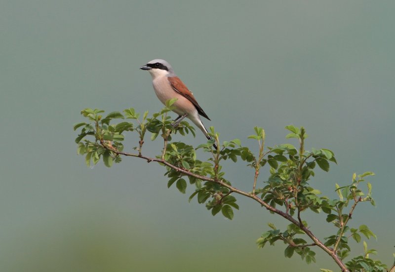 Grauwe Klauwier/Red-backed Shrike