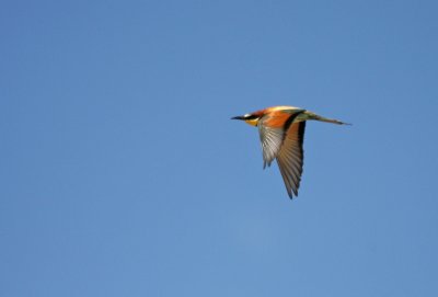 Bijeneter