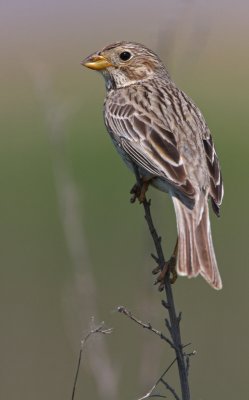 Grauwe Gors