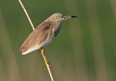 Ralreiger