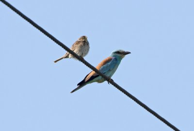 Scharrelaar en Grauwe Gors