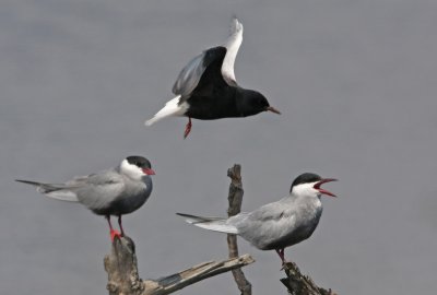 Witwangsterns en Witvleugelstern
