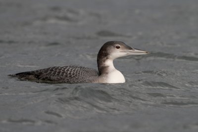 IJsduiker/Great Northern Loon (juv. winter)