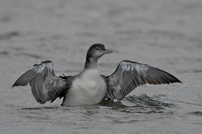 IJsduiker/Great Northern Loon (juv. winter)