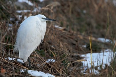 Kleine Zilverreiger/Little Egret